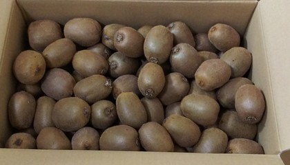 季節の果物 お取り寄せ