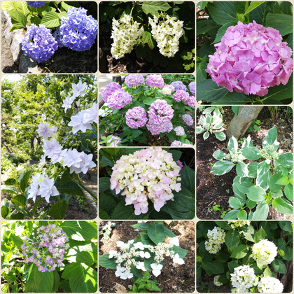 長居公園植物園で花巡り